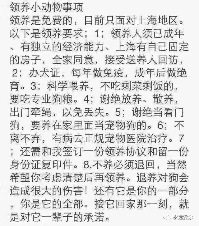 免费领养泰迪最新消息详解，领养步骤指南与最新动态分享